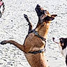 Onni a rejoint le concours — aidez-le/la à gagner de superbes lots ! dog, dogs, beach, sand, human_hand, playing, pet, animal, outdoor, brown_dog, black_and_white_dog, leash, harness, standing, looking_up, interaction, daylight, alert, active, canine