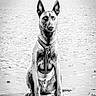 Onni participe au concours pour gagner de l'argent avec cette photo : dog, beach, sand, black_and_white, portrait, animal, sitting, outdoor, harness, canine, alert, texture, nature, background, building, monochrome, pet, fur, ears, focused