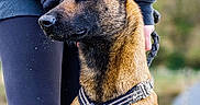 Onni a rejoint le concours — aidez-le/la à gagner de superbes lots ! alert, animal, background_blur, belgian_malinois, boots, canine, clothing, companion, dog, grass, harness, jacket, leggings, nature, outdoor, person, pet, portrait, sitting, vigilant