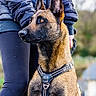 alert, animal, background_blur, belgian_malinois, boots, canine, clothing, companion, dog, grass, harness, jacket, leggings, nature, outdoor, person, pet, portrait, sitting, vigilant