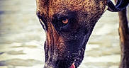 Onni participe au concours pour gagner de l'argent avec cette photo : dog, animal, water, seaweed, beach, snout, paw, fur, ears, nature, outdoor, wet, tongue, closeup, canine, mud, curious, brown, alert, collar