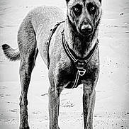 Onni participe au concours pour gagner de l'argent avec cette photo : dog, canine, animal, pet, standing, alert, harness, beach, sand, black_and_white, portrait, outdoor, ears_up, fur, looking_at_camera, four_legs, loyal, intense_gaze, monochrome, quiet