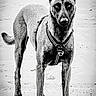 alert, animal, beach, black_and_white, canine, dog, ears_up, four_legs, fur, harness, intense_gaze, looking_at_camera, loyal, monochrome, outdoor, pet, portrait, quiet, sand, standing