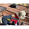 animal, brick_patio, canine, casual, curious, cute, daytime, denim_overalls, dog, domestic_animal, fluffy, garden, outdoor, person_lap, pet, pet_clothing, red_shirt, small_dog, sunny, white_dog