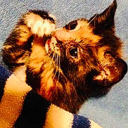 Daisy joined the competition — help win amazing prizes! kitten, cat, tortoiseshell, close_up, blanket, striped_blanket, blue_background, fur, whiskers, paw, cute, pet, animal, young_cat, indoor, cozy, resting, sleepy, feline, curious