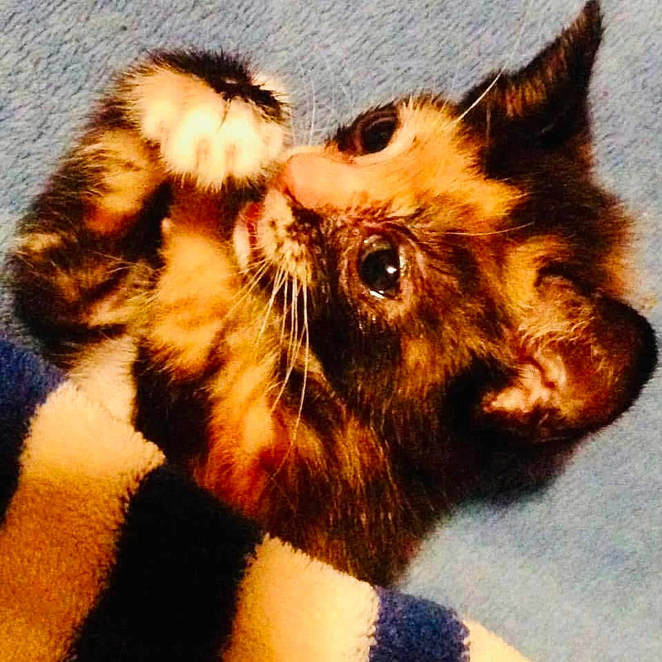 Daisy