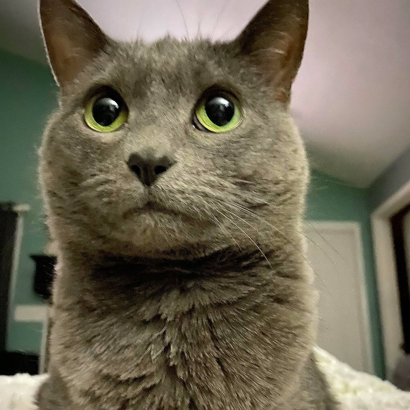 Gracey is registered to the contest to win money with this photo: carnivore, cat, close_up, curious, domestic_short_haired_cat, ear, felidae, fur, grey, russian_blue, small_to_medium_sized_cats, snout, terrestrial_animal, whiskers, window