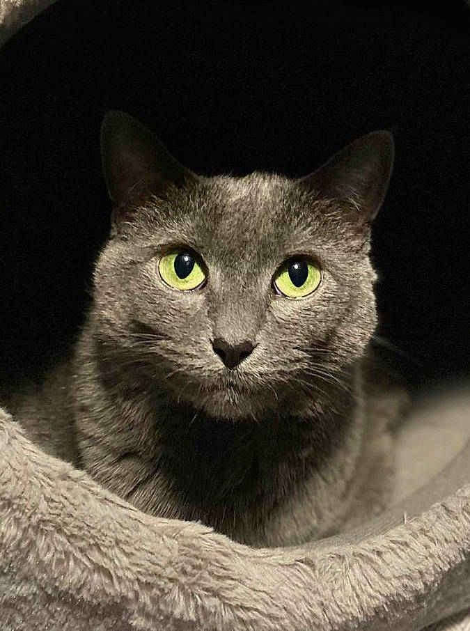 Gracey joined the competition — help win amazing prizes! carnivore, cat, domestic_short_haired_cat, eye, felidae, fur, grey, iris, monochrome_photography, russian_blue, small_to_medium_sized_cats, snout, terrestrial_animal, whiskers, wildlife