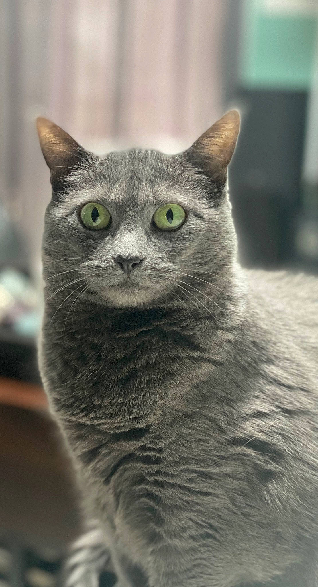 Gracey joined the competition — help win amazing prizes! carnivore, cat, close_up, domestic_short_haired_cat, felidae, fur, grey, monochrome_photography, russian_blue, small_to_medium_sized_cats, snout, terrestrial_animal, whiskers, wildlife