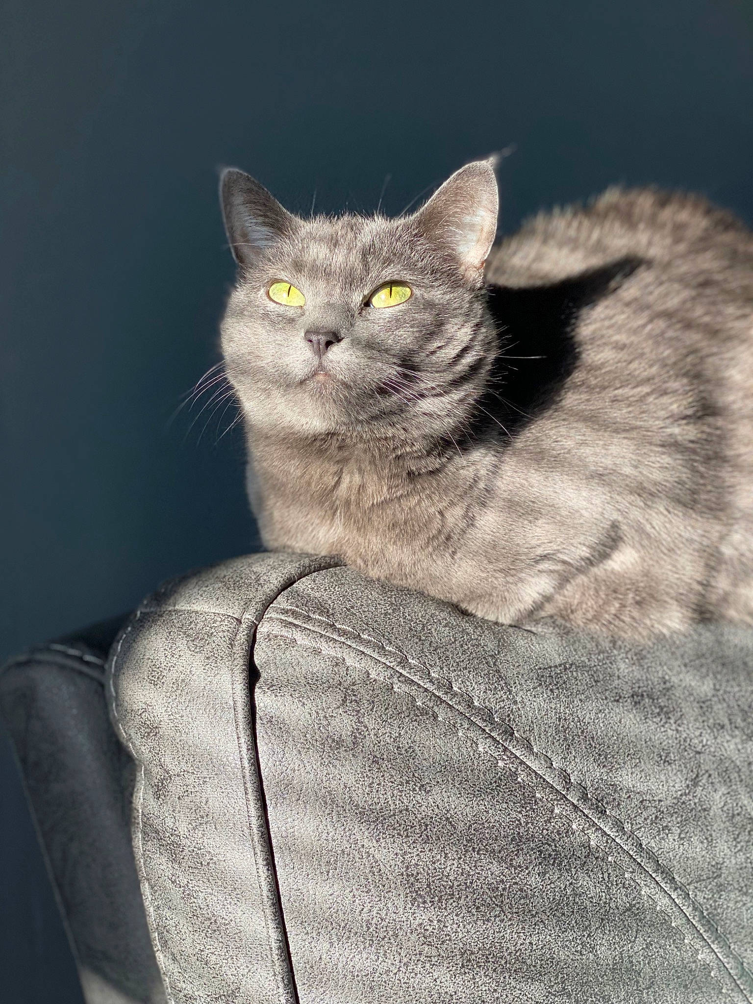 Gracey is registered to the contest to win money with this photo: carnivore, cat, domestic_short_haired_cat, eye, felidae, fur, grey, iris, paw, russian_blue, sitting, small_to_medium_sized_cats, snout, tail, whiskers, window