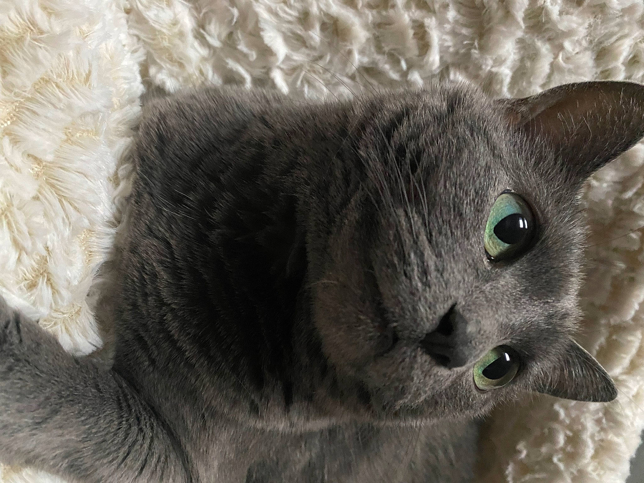 Gracey is registered to the contest to win money with this photo: carnivore, cat, domestic_short_haired_cat, felidae, fur, grey, russian_blue, small_to_medium_sized_cats, snout, terrestrial_animal, whiskers, wildlife