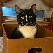 Augie joined the competition — help win amazing prizes! cat, tuxedo_cat, cardboard_box, indoor, window, blinds, curtains, yellow_eyes, black_and_white, pet, animal, fur, whiskers, face, looking, sitting, cozy, home, box, domestic