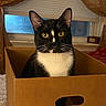 cat, tuxedo_cat, cardboard_box, indoor, window, blinds, curtains, yellow_eyes, black_and_white, pet, animal, fur, whiskers, face, looking, sitting, cozy, home, box, domestic