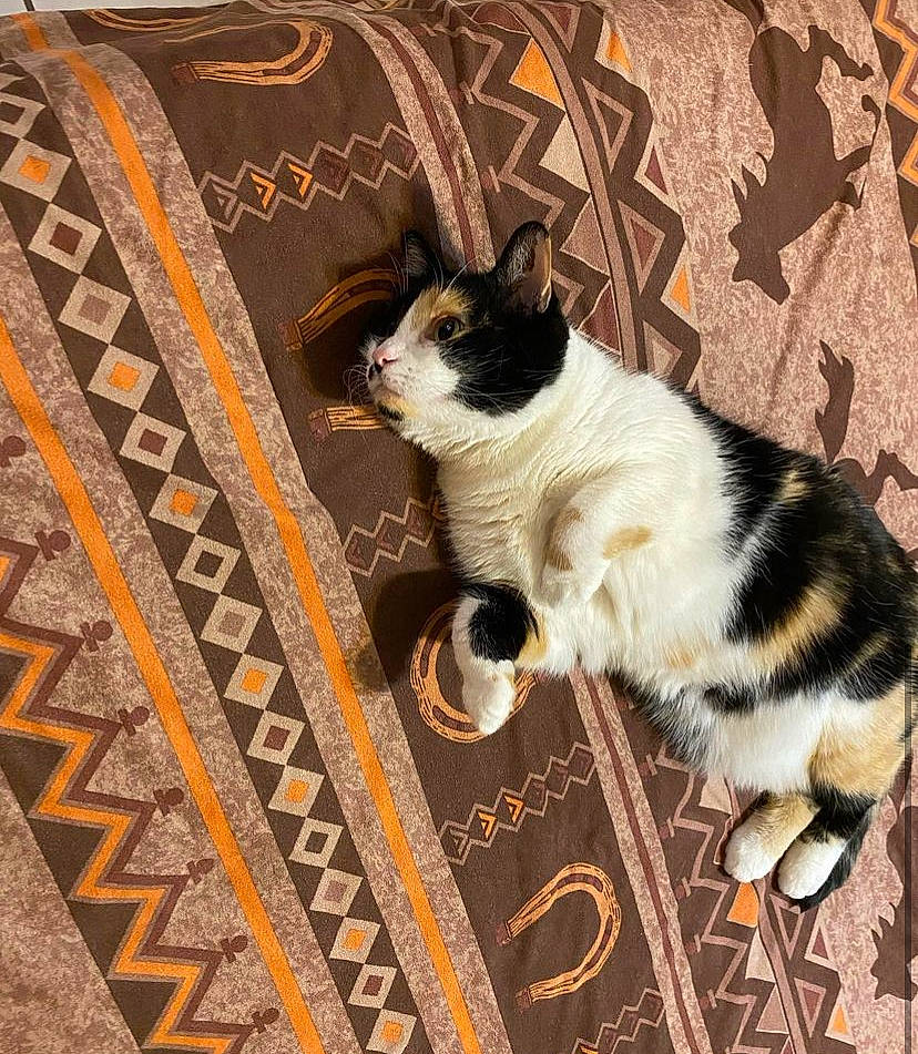 Mittens is registered to the contest to win money with this photo: carnivore, carpet, cat, domestic_short_haired_cat, felidae, floor, flooring, foot, fur, hardwood, human_leg, mammal, pattern, rectangle, small_to_medium_sized_cats, snout, tail, vertebrate, whiskers, wood