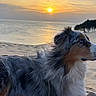 Sheyko a rejoint le concours — aidez-le/la à gagner de superbes lots ! dog, australian_shepherd, sunset, beach, sand, water, sea, sky, clouds, trees, people, relaxing, nature, outdoor, animal, pet, calm, landscape, sun, horizon