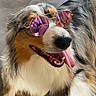 animal, australian_shepherd, canine, companion, cute, dog, domestic_animal, eyewear, friendly, fur, happy, indoor, laying_down, pet, portrait, relaxed, smiling, sunglasses, tile_floor, tongue_out