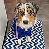Sheyko participe au concours pour gagner de l'argent avec cette photo : adidas_jersey, animal, blue_and_white, blue_eyes, canine, companion, cushion, cute, dog, domestic_animal, fur, furry, indoor, looking_up, pet, pet_clothing, portrait, sitting, tile_floor, zigzag_pattern
