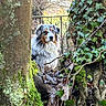 dog, australian_shepherd, tree, moss, ivy, forest, leaves, nature, outdoor, animal, canine, trunk, bark, greenery, woodland, pet, fur, portrait, scenic, sunlight