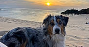 Sheyko a rejoint le concours — aidez-le/la à gagner de superbes lots ! dog, australian_shepherd, beach, sand, sunset, ocean, sky, trees, nature, outdoor, animal, pet, fur, portrait, relaxing, scenic, calm, landscape, sun, water
