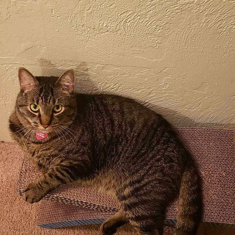Bandito is registered to the contest to win money with this photo: abyssinian, animal, architecture, bodypart, building, cat, couch, egyptiancat, furniture, hardwood, indoors, kitten, manx, mouth, person, pet, sleeping, tongue, wall, wood