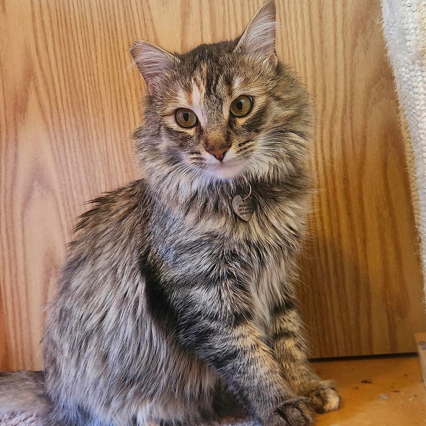 Stella is registered to the contest to win money with this photo: abyssinian, animal, cat, closet, cupboard, furniture, hardwood, indoors, interiordesign, kitten, manx, pet, plywood, stainedwood, wood