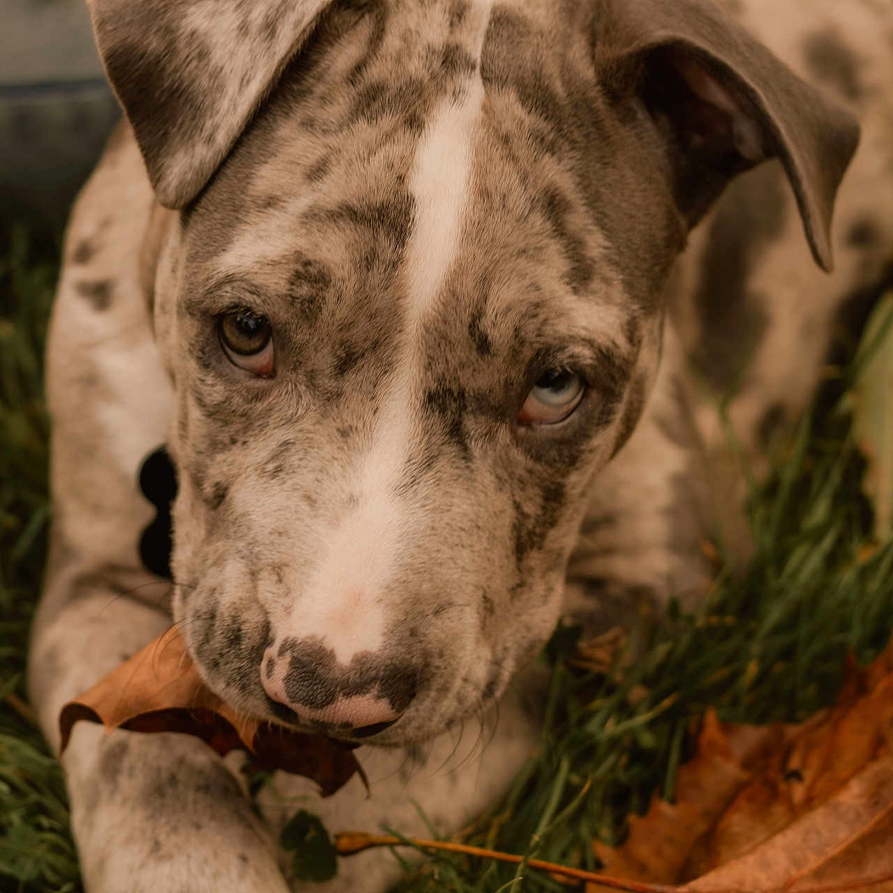 Bane joined the competition — help win amazing prizes! dog, puppy, grass, autumn_leaves, leaf, nibble, playful, cute, outdoor, animal, pet, spotted, brown, white, ears, paw, nature, fall, closeup, young