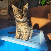 Avalanche a rejoint le concours — aidez-le/la à gagner de superbes lots ! animal, blue_container, brown_sofa, cat, curious, cute, ears, eyes, floor, fur, home, indoor, kitten, pet, plant, shadow, staircase, sunlight, tabby, whiskers