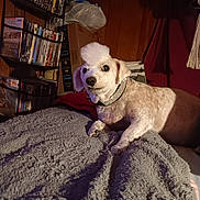 Sparky joined the competition — help win amazing prizes! bedroom, blanket, brown, cardboard_box, clutter, collar, cozy, dog, dvd, fur, furniture, indoor, lighting, mohawk, pet, relaxing, shelf, small_dog, white, wood_paneling