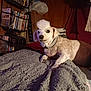 bedroom, blanket, brown, cardboard_box, clutter, collar, cozy, dog, dvd, fur, furniture, indoor, lighting, mohawk, pet, relaxing, shelf, small_dog, white, wood_paneling