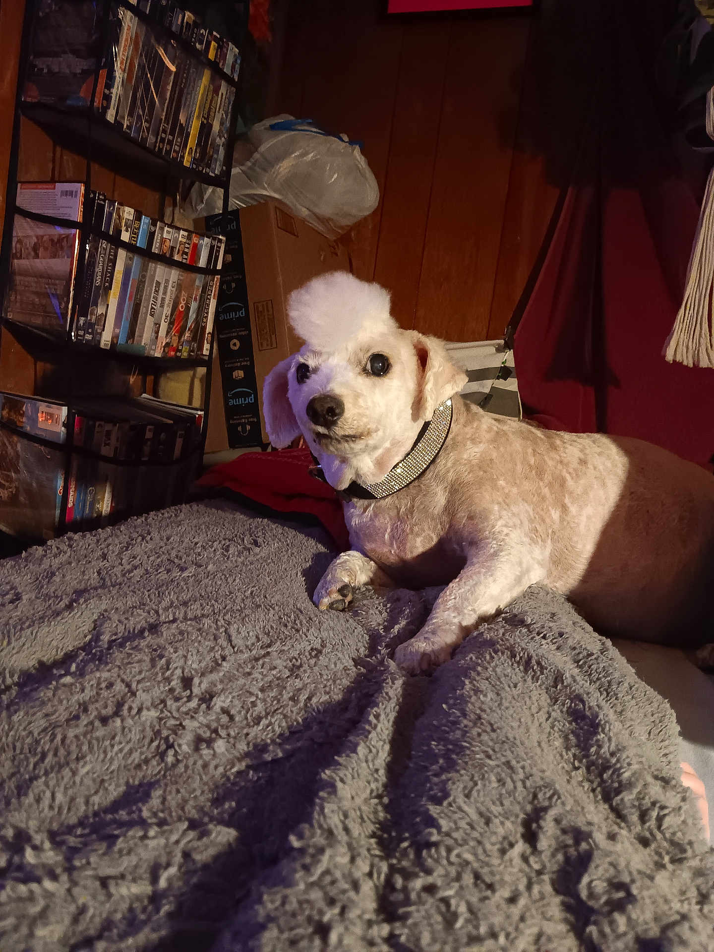 Sparky