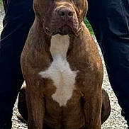 Bronx a rejoint le concours — aidez-le/la à gagner de superbes lots ! dog, brown_dog, white_chest, sitting, leash, person, pants, outdoor, gravel, pet, animal, canine, companion, obedient, walking, legs, footwear, nature, daylight, portrait