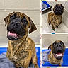 blue_floor, brindle, canine, dog, doggy_daycare, dogs, floppy_ears, happy, indoor, open_mouth, paw_prints, pet, portrait, puppy, short_coat, sitting, smiling, social_media, standing, teeth