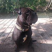 Pablo participe au concours pour gagner de l'argent avec cette photo : dog, black_dog, collar, sitting, wooden_dock, river, water, trees, greenery, outdoor, nature, sunlight, shadow, calm, animal, pet, canine, forest, daytime, quiet