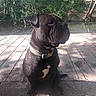 dog, black_dog, collar, sitting, wooden_dock, river, water, trees, greenery, outdoor, nature, sunlight, shadow, calm, animal, pet, canine, forest, daytime, quiet