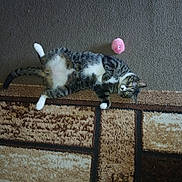 Tinker joined the competition — help win amazing prizes! cat, tabby, pet, animal, carpet, floor, plush_toy, indoor, resting, cute, fur, whiskers, paw, curious, domestic, striped, relaxed, playful, white_paws, cozy