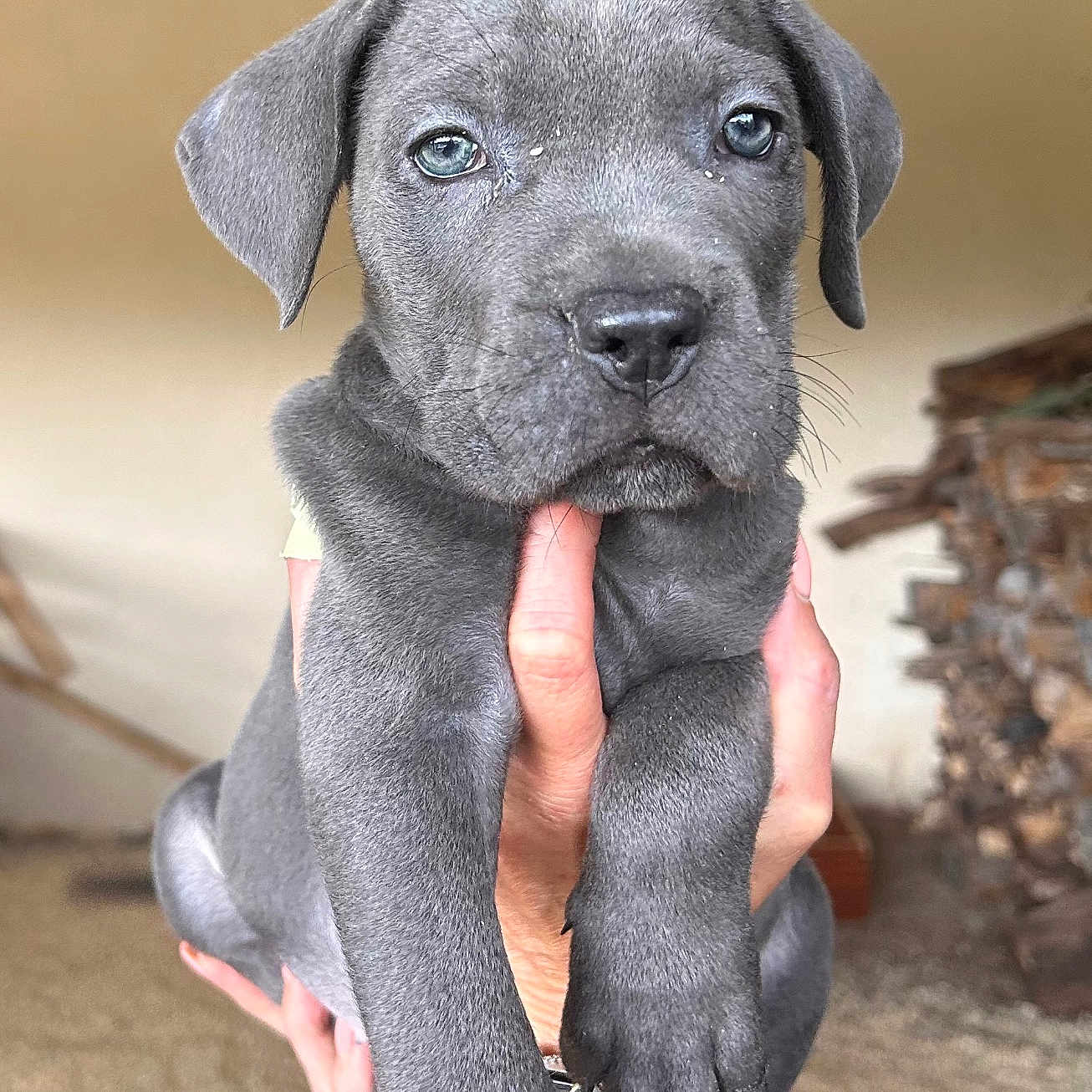 Athena a rejoint le concours — aidez-le/la à gagner de superbes lots ! adorable, animal, close_up, companion, cute, dog, domestic_animal, friendly, fur, gray_fur, hands, indoor, looking, mammal, pet, portrait, puppy, small, watching, young