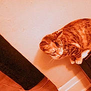Lynna Washington is registered to the contest to win money with this photo: cat, orange_tabby, feline, pet, indoor, furniture, wood_floor, curious, perched, animal, home, wall, baseboard, warm_lighting, domestic_cat, looking_down, cozy, quiet, resting, whiskers