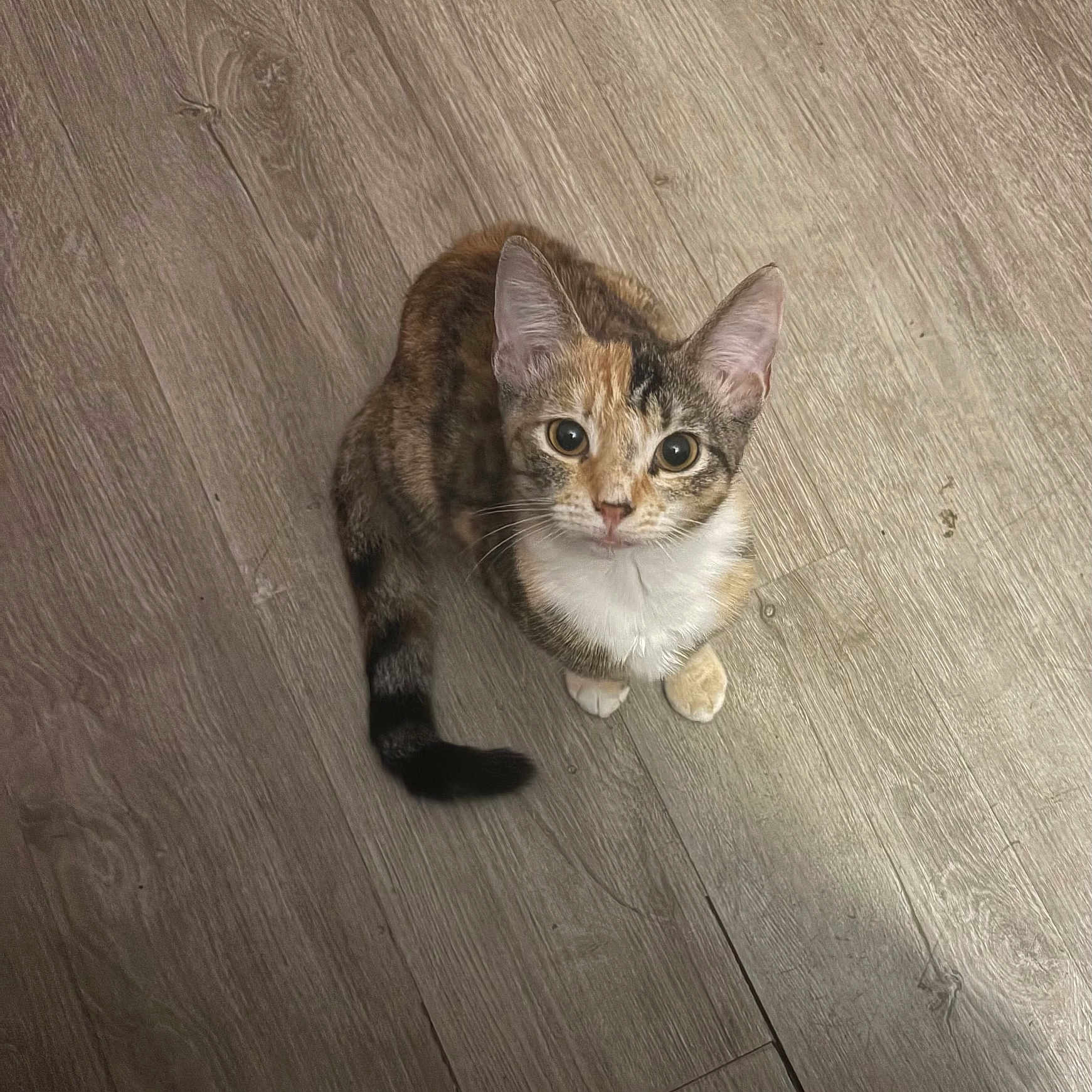 Lynna Washington joined the competition — help win amazing prizes! animal, calico, cat, curious, cute, domestic, ears, feline, floor, fur, indoor, kitten, looking_up, mammal, pet, small, tail, whiskers, wood, young