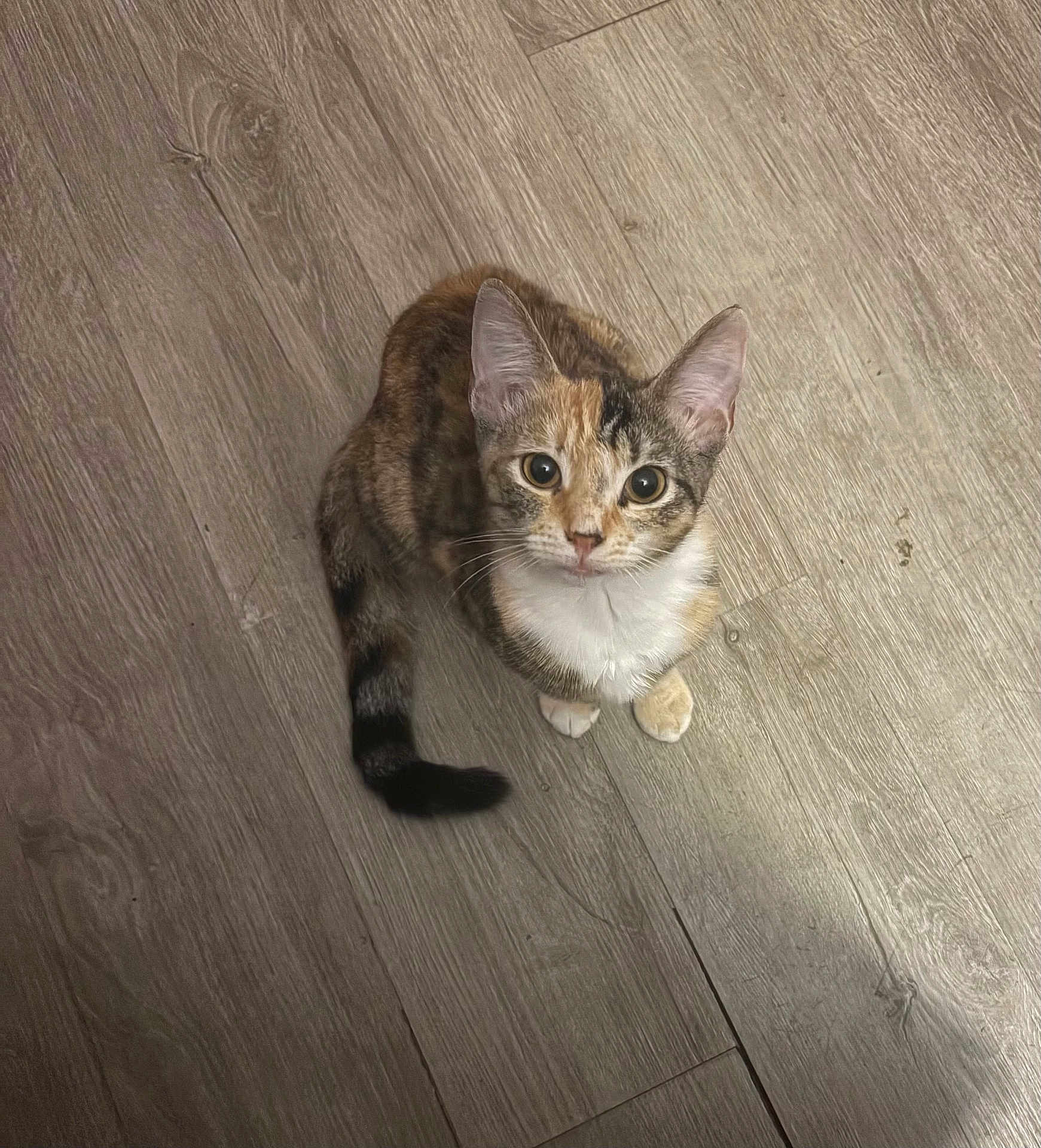 Lynna Washington joined the competition — help win amazing prizes! cat, kitten, calico, fur, animal, pet, floor, wood, looking_up, ears, whiskers, tail, cute, young, domestic, small, indoor, curious, mammal, feline