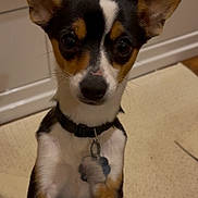 Bella is registered to the contest to win money with this photo: dog, puppy, small_dog, large_ears, black_white_brown, pet_collar, indoor, carpet, wood_floor, kitchen, curious, alert, front_paws, looking_up, companion, domestic_animal, canine, household, cute, friendly