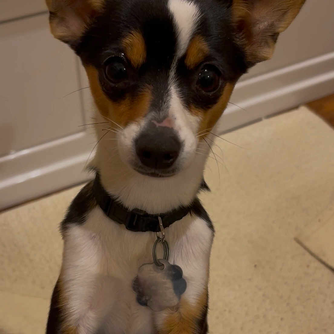 Bella is registered to the contest to win money with this photo: dog, puppy, small_dog, large_ears, black_white_brown, pet_collar, indoor, carpet, wood_floor, kitchen, curious, alert, front_paws, looking_up, companion, domestic_animal, canine, household, cute, friendly