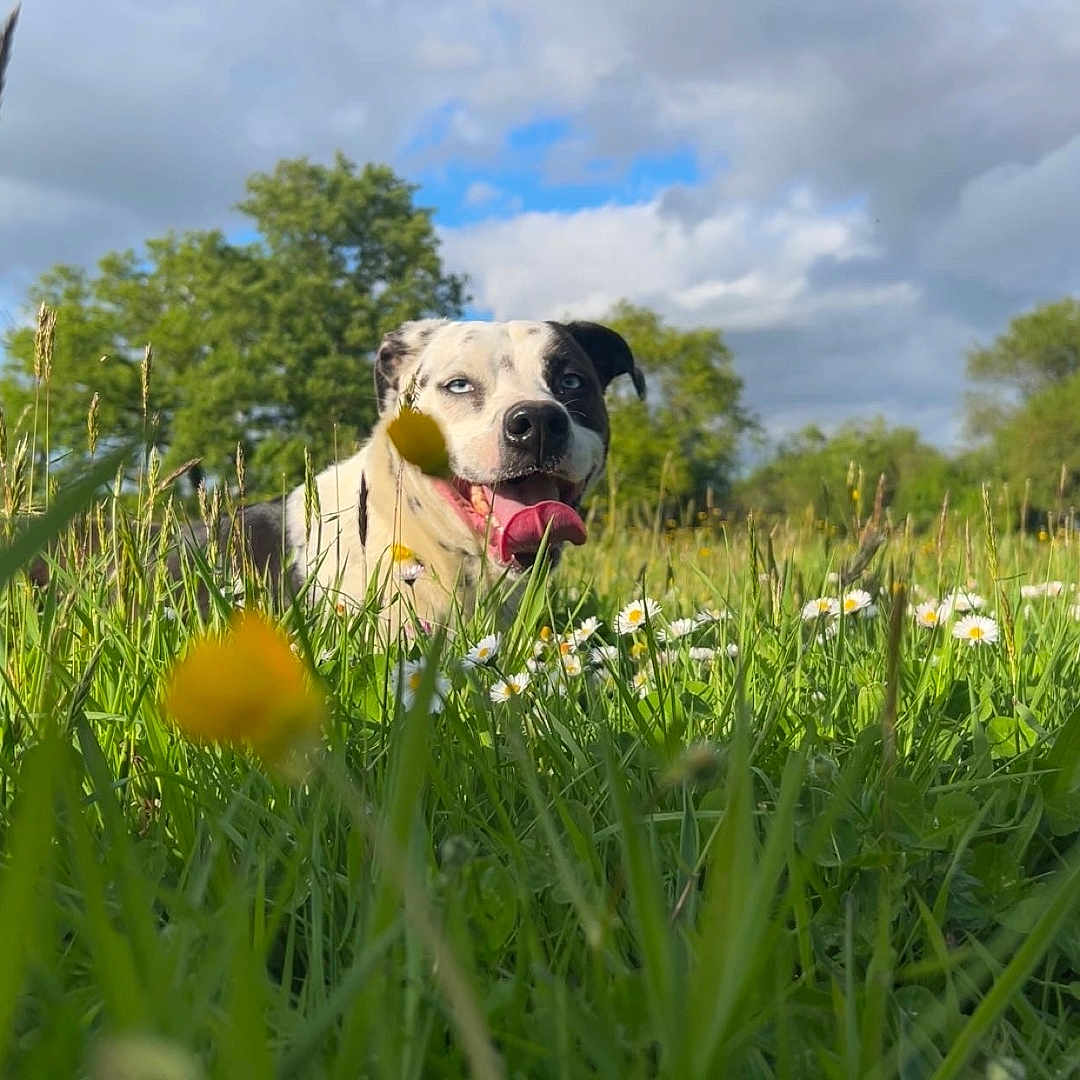 Raptor participe au concours pour gagner de l'argent avec cette photo : animal, canine, closeup, clouds, daisy, daytime, dog, field, flora, grass, greenery, happy, nature, outdoor, pet, playful, sky, summer, tongue, wildflowers