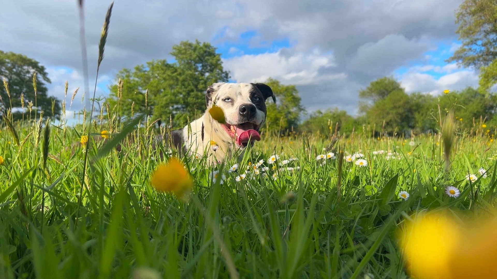Raptor participe au concours pour gagner de l'argent avec cette photo : dog, animal, grass, wildflowers, daisy, outdoor, nature, sky, clouds, greenery, tongue, happy, pet, summer, field, canine, flora, closeup, daytime, playful