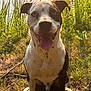 Raptor participe au concours pour gagner de l'argent avec cette photo : dog, canine, pet, outdoor, grass, sunlight, tongue_out, happy, smiling, nature, greenery, animal, sitting, muzzle, ears, fur, portrait, daylight, closeup, friendly
