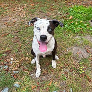 Raptor a rejoint le concours — aidez-le/la à gagner de superbes lots ! animal, black_and_white, blue_eyes, canine, daylight, dog, ears, face, grass, ground, happy, mouth, nature, outdoor, paw, pet, playful, sitting, summer, tongue_out