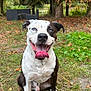 dog, happy, tongue_out, sitting, grass, outdoor, trees, autumn_leaves, nature, pet, canine, smiling, black_and_white, animal, mammal, fur, ears, nose, eyes, park