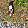 dog, blue_eyes, black_and_white, tongue_out, tennis_ball, grass, rocks, outdoor, pet, playful, happy, animal, canine, tail, ears, nature, ground, leaves, excited, daytime