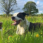 Raptor participe au concours pour gagner de l'argent avec cette photo : dog, grass, outdoor, nature, tree, sky, flower, sunlight, happy, pet, animal, tongue_out, playful, field, greenery, summer, daylight, bottle, ball, relaxing