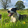 dog, grass, outdoor, nature, tree, sky, flower, sunlight, happy, pet, animal, tongue_out, playful, field, greenery, summer, daylight, bottle, ball, relaxing