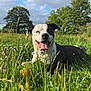 Raptor participe au concours pour gagner de l'argent avec cette photo : dog, grass, meadow, wildflowers, tongue_out, happy, outdoor, nature, sunlight, sky, clouds, greenery, animal, pet, black_and_white, smiling, summer, playful, relaxed, field